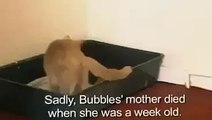 Mother Cat Adopts Orphaned Rabbit!