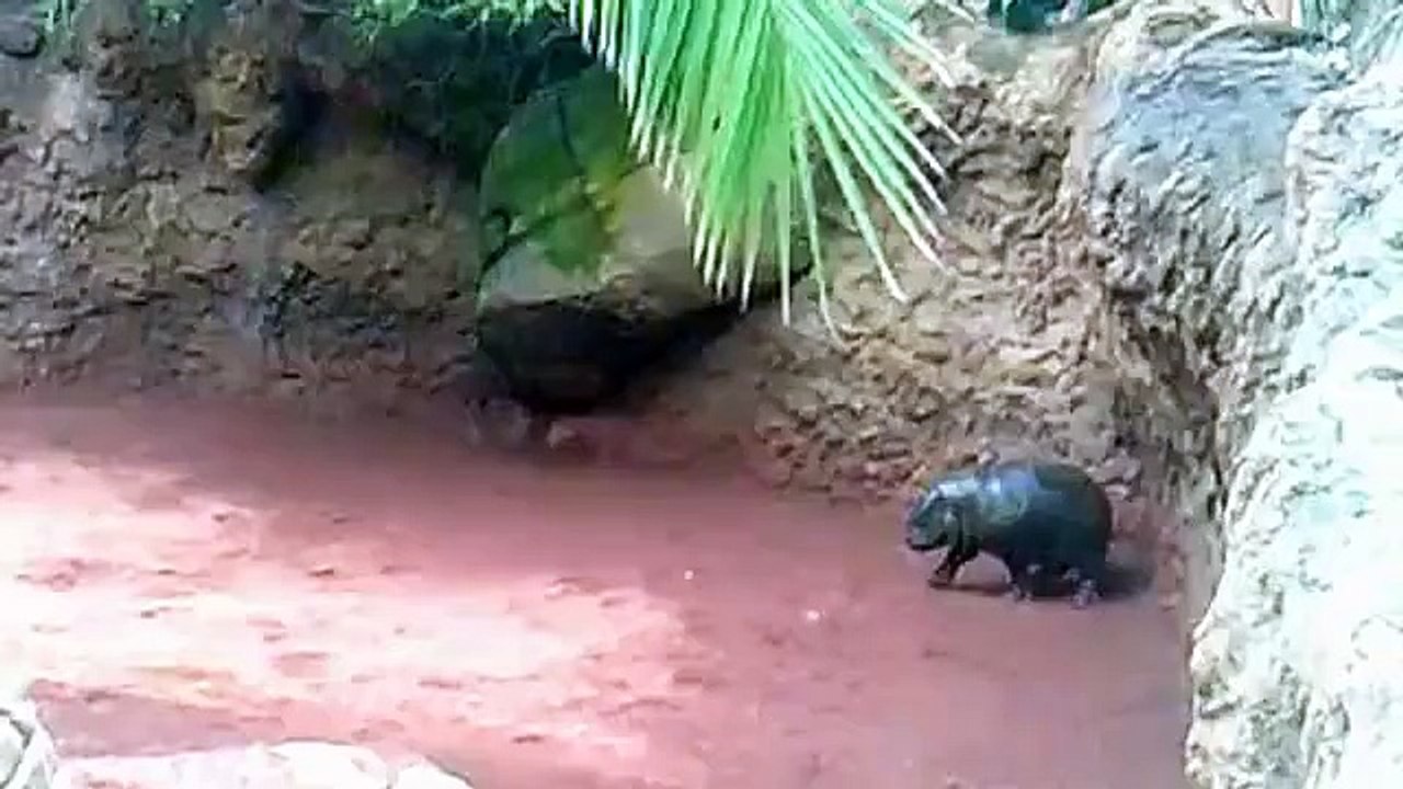 Geluk echa unas carreritas | Geluk, the pigmy hippo, running