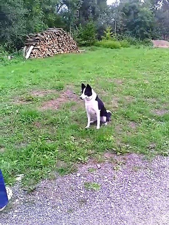 Belle border collie