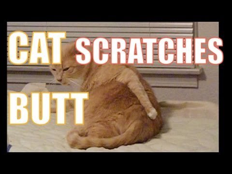 Fat Cat Scratches Butt