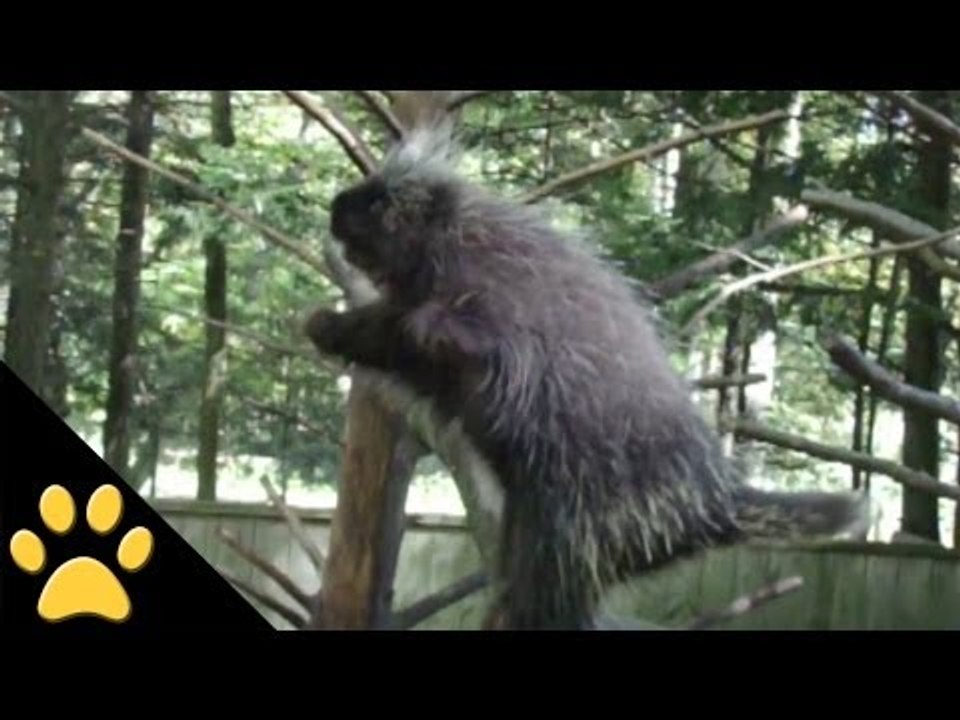 Beaver Aerobics