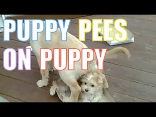 PUPPY PEES ON PUPPY
