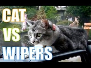 Cat Vs. Windshield Wipers