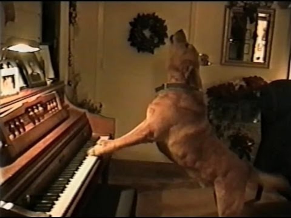 Animal Musical Prodigies - Compilation