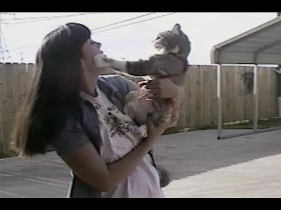 Animal Compilation: Slapping Cats!