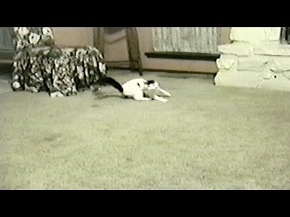Cute Spinning Cat With Toy
