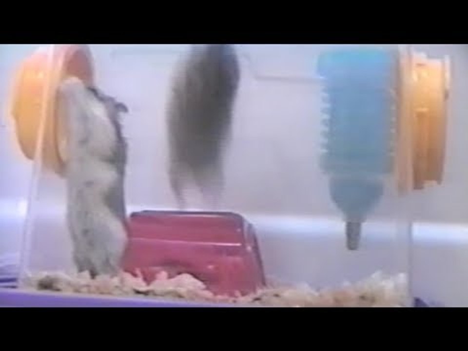 Two rats do backflips