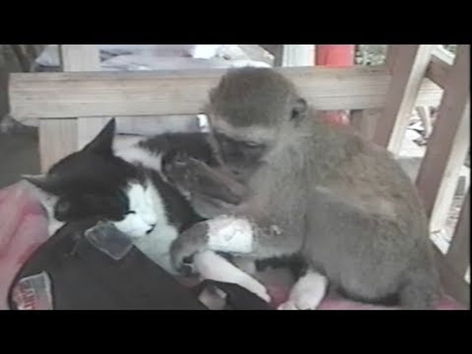 Monkey humping a cat