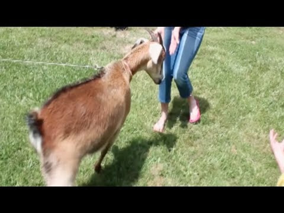 This goat hates children