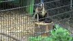 Brown capuchin monkey (Cebus apella) tool use