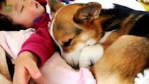 Babies and Animals Sleeping Together Compilation 2014 [NEW HD] - Kopya