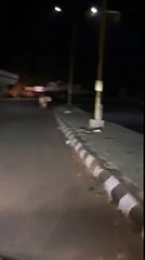 Lion is walking around the mysore Ring Road