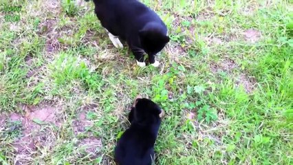 Cats Meeting Puppies for the First Time Compilation 2014 [NEW HD]