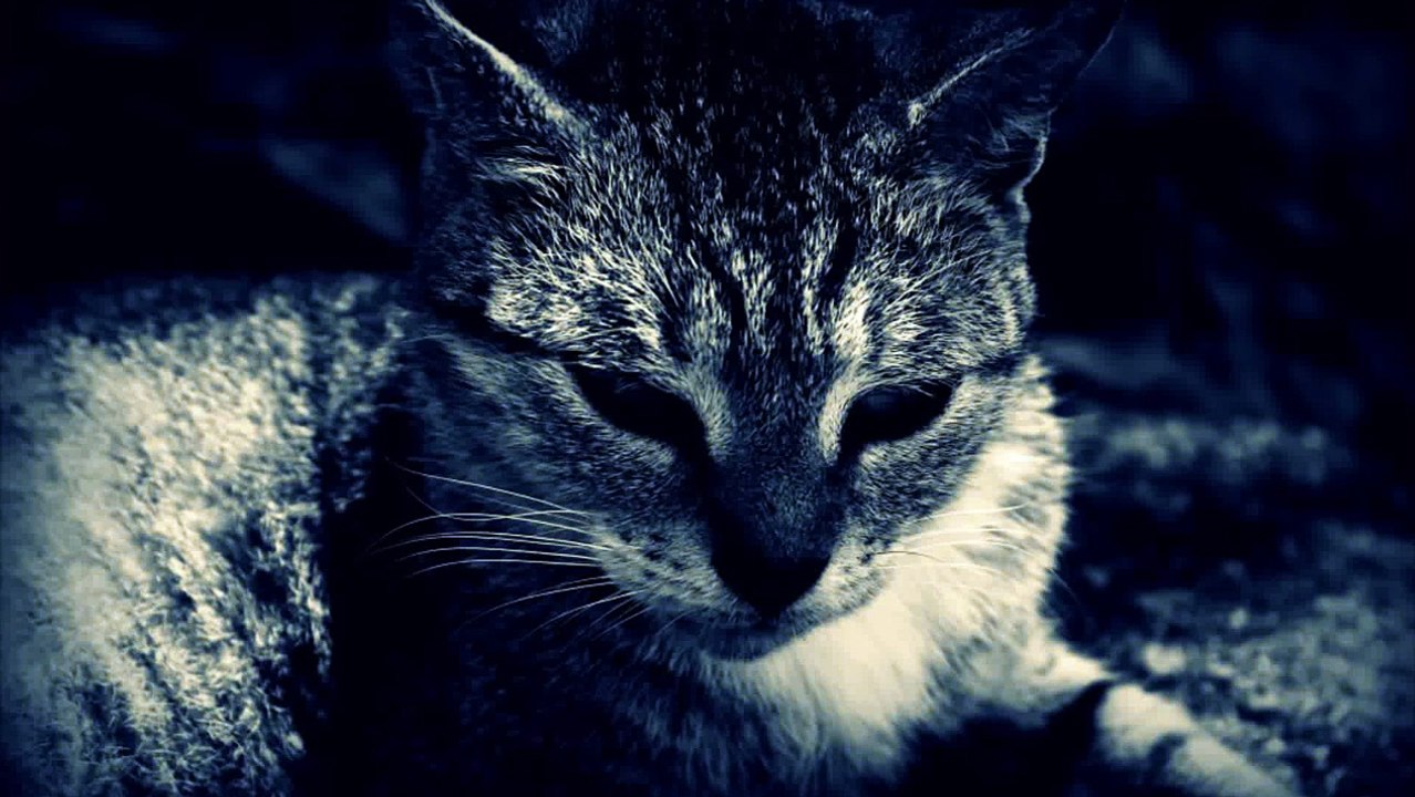 Bakermat - Black Cat John Brown (Original Mix)