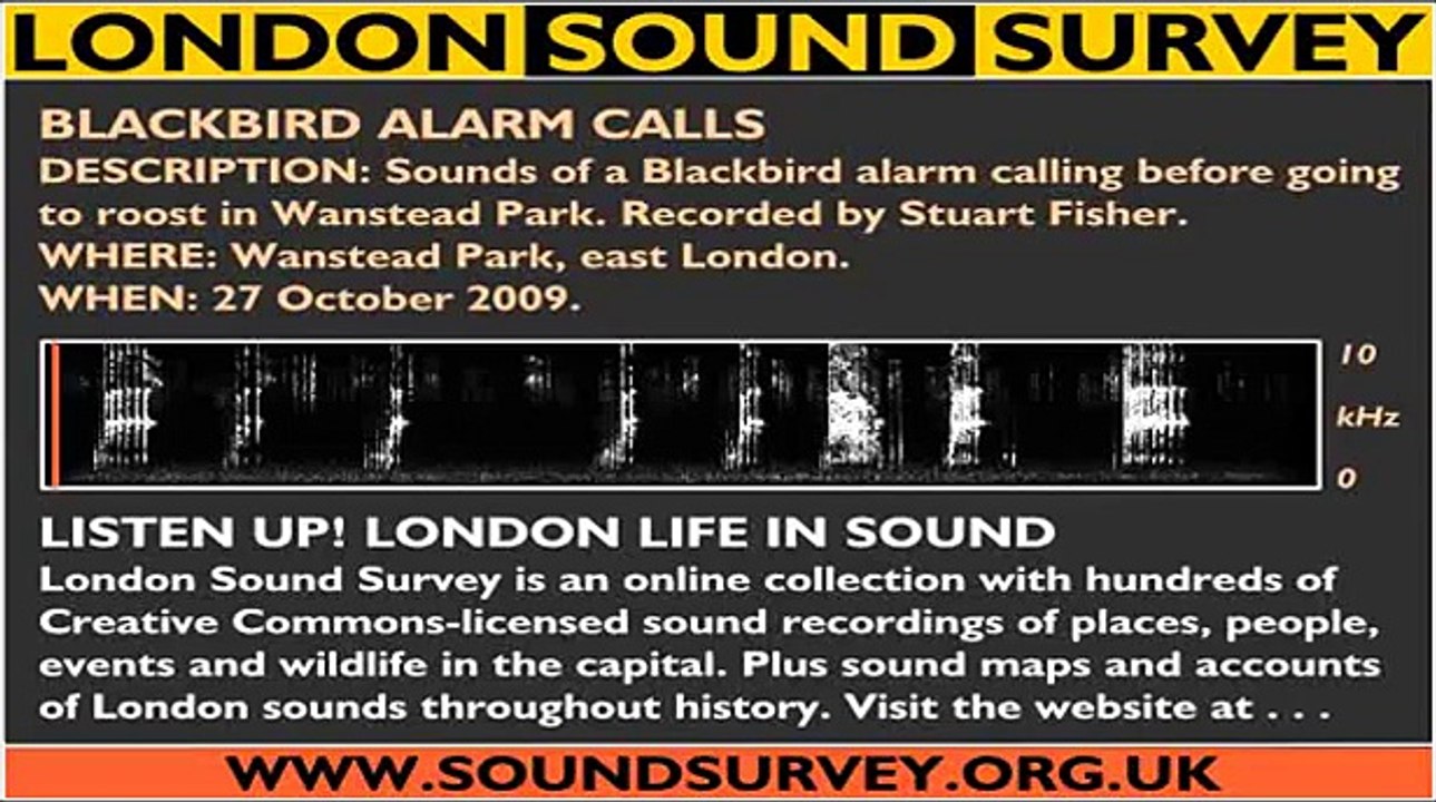 Blackbird alarm calls