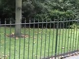 Zorro cazando ardilla en Hyde Park (Fox hunting squirrel in Hyde Park)
