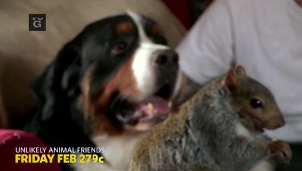 Nat Geo Wild - Unlikely Animal Friends series sell