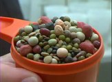 Sprouting Beans in an Easy Sprout Sprouter