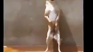 Very funny - Dog dance