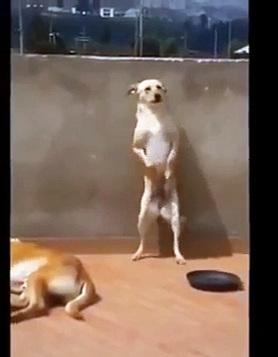 Very funny - Dog dance