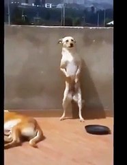 Very funny - Dog dance