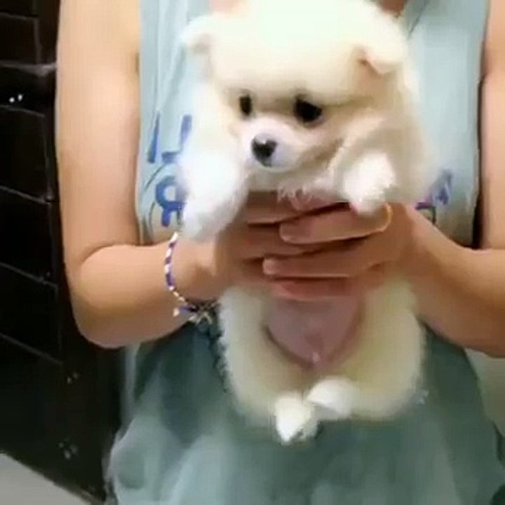 Cute Pomeranian Air Swimming