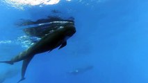 IFAW Song of the Whale - Pilot whales ride along - Mediterranean Sail