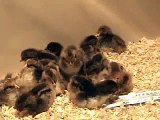 Chicks in Brooder