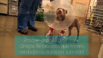 Cachorro dá seus primeiros passos na vida depois de cirurgia corretiva