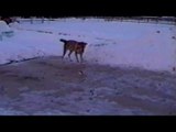 Dog grabs fireworks and almost blasts cameraman!