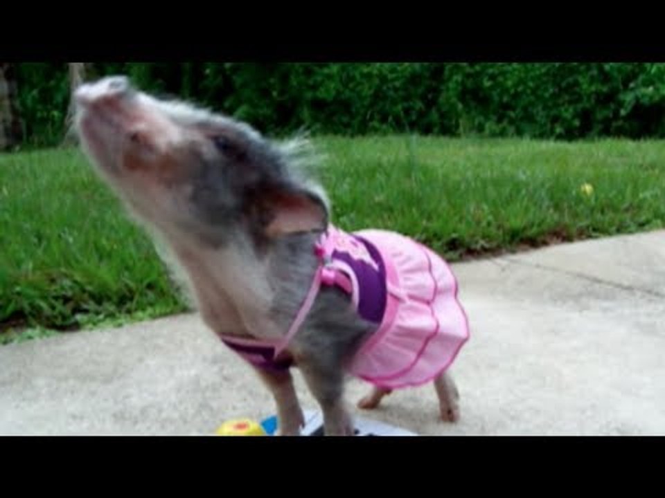 Miss piggy plays the piano