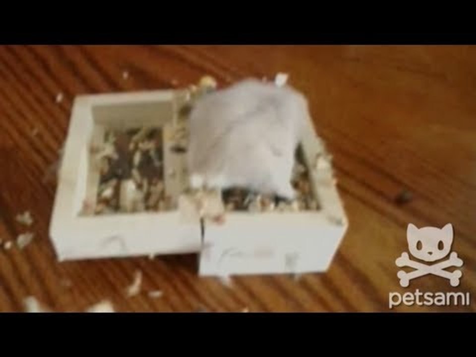 A hamster loses her favorite toy in her food bowl