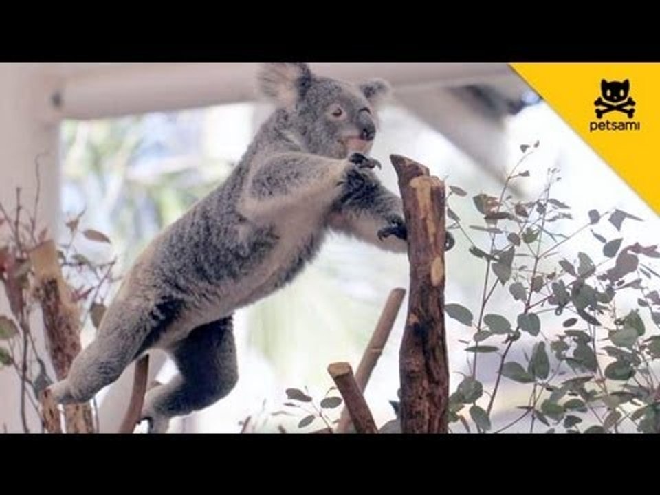 A scared koala leaps from a tree, grabs a woman's shirt, and flees into the bushes