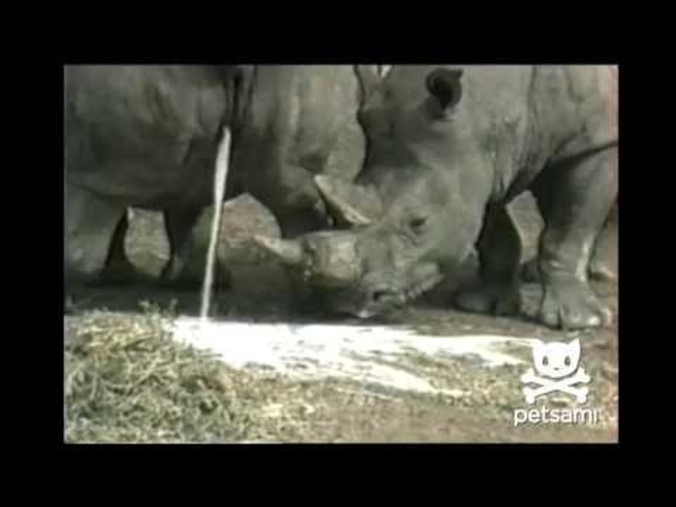 Most disgusting animal video ever - Rhino drinks pee