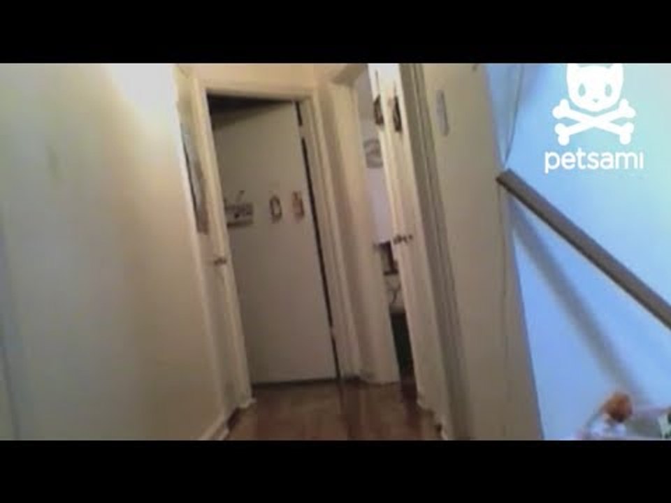Cat goes crazy over shadow