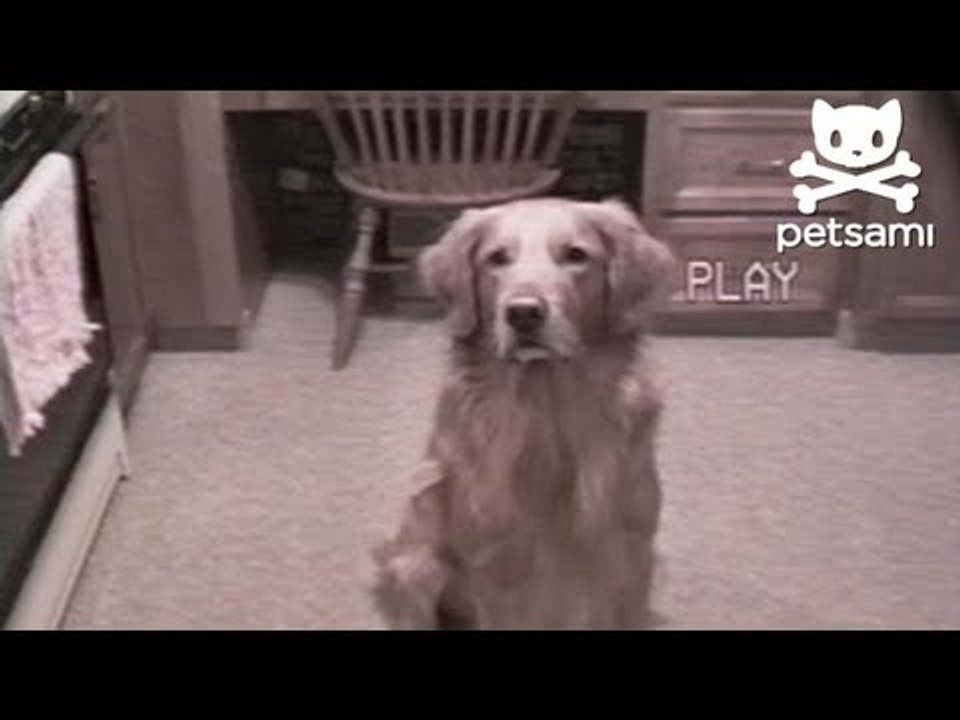 Dog shows off his breakdancing skills