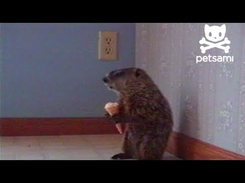 Just a woodchuck eating an ice cream cone