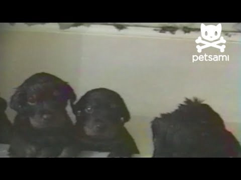 Just cute puppies trapped in a bathtub