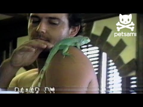 Lizard bites man's tongue