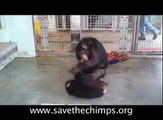 Save the Chimps - Chimpanzees, Jordan & Melody meet for the first time