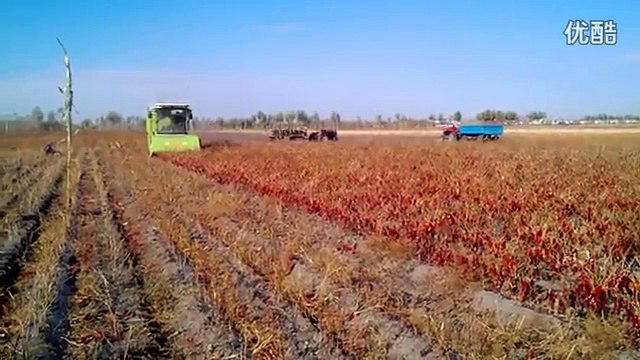 4CH-2300 Pepper harvester/ chilli harvesting machine