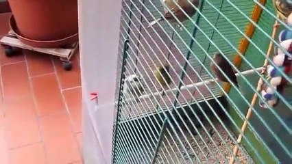 Le due voliere dei canarini