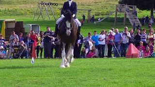 Dressage to music at North Wales Shire Open Day