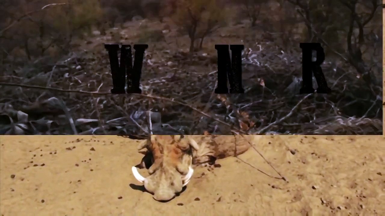 BowHunting Namibia Big Zebra and Frankolins