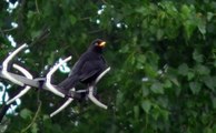 le merle  , blackbird (Turdus merula)  part 1