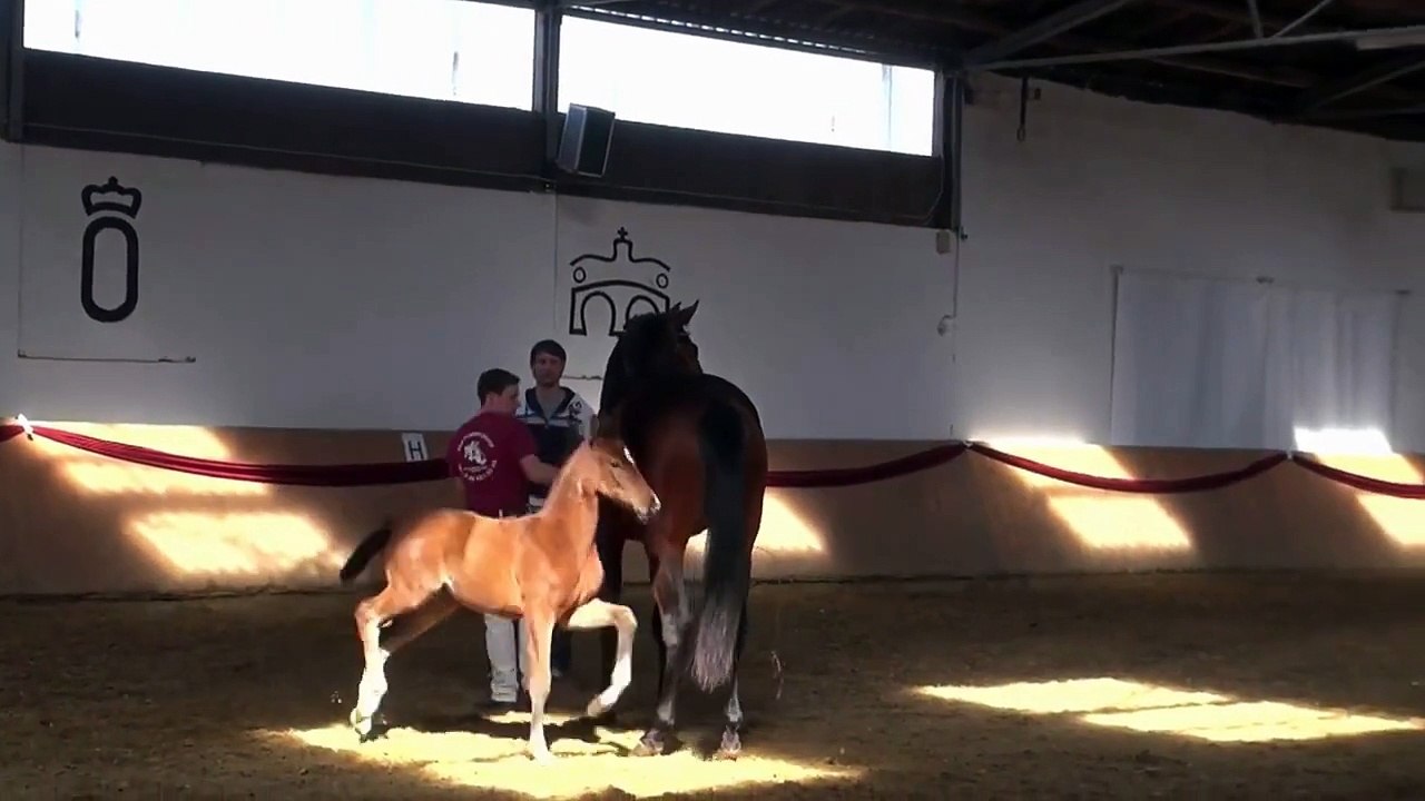 Take it easy ( Totilas x Sandro Hit ) mit 8 Wochen