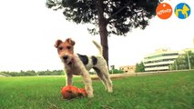 Elige tu raza - Fox Terrier - Más que perros y gatos 3