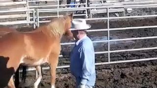 Horse Issue on the Range