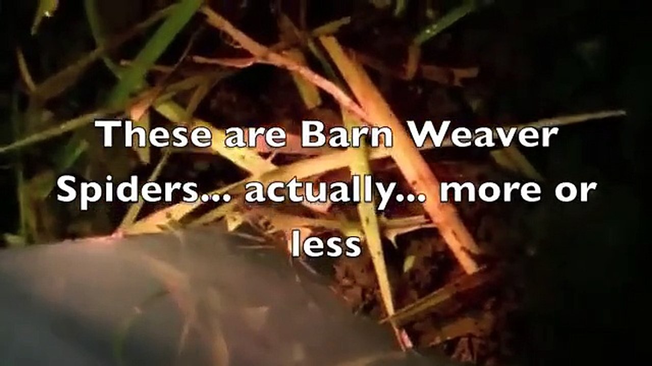 Spiders EP1 - Two Spiders