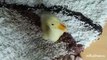 I Are Cute Duckling AWW   Funny Baby Duck Animal